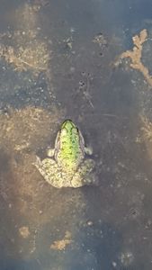 Le leçon de la grenouille
