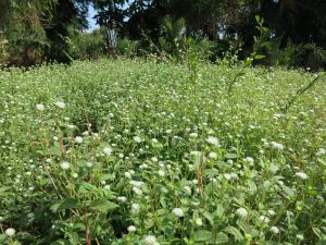 Jardin d'Ambouli - DJIBOUTI