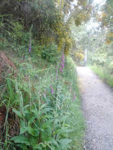 Chemin bordé de digitales, de genêts et