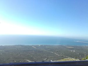 Les champs d'oliviers au bord de la mer