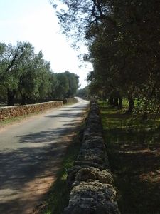 Notre route entre les oliveraies