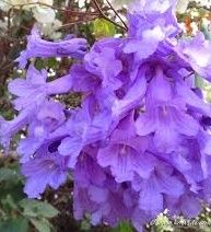 La floraison des Jacaranda à Lisbonne