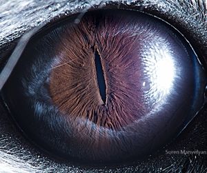 Au fond des yeux.