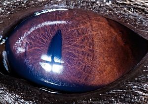 Au fond des yeux.