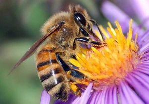 Les abeilles.