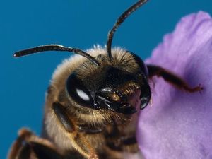 Tête d'abeille.