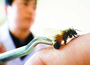 Les abeilles.