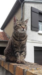 Nos animaux.