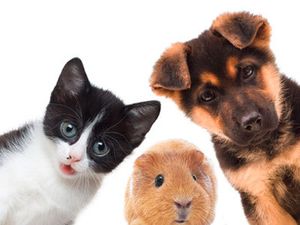 Nos animaux.