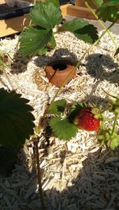 Arrosage : Installation des Ollas dans le potager