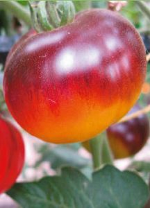 Tomates : la liste des espèces que j'ai choisies