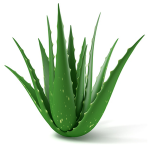 Amazing Cures From a Really Simple Aloe Vera Plant