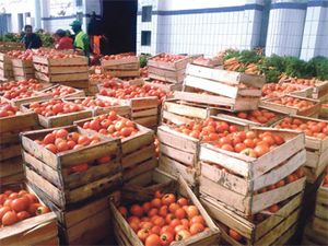 TOMATE: CATASTROPHE À L’EXPORT