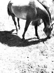 Vu du cheval