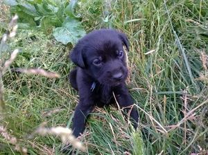 L'harmonie entre les humains et les animaux