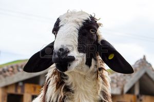 Le sacrifice des animaux
