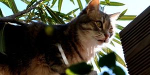 Bagnols-sur-Cèze : les chats disparaissent