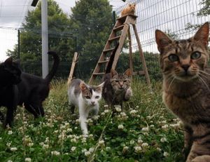 Stérilisation des chats errants à Romorantin