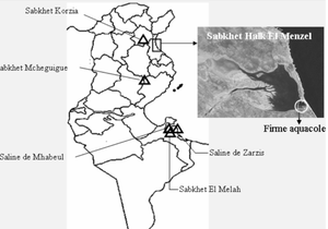 Une espece invasive introduite par l'aquaculture Tunisienne dans le sebkat halk el Menjel