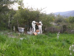 Apiculture à Tighilt-Bouksas, une opportunité pour les jeunes agronomes