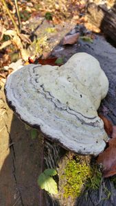 Le champignon, quand Janus rencontre Cernunnos.