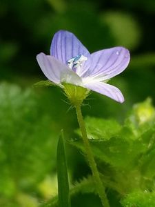 Veronica persica