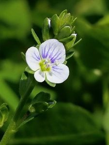 Veronica serpyllifolia