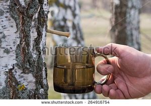 Sève attrape nigaud le bouleau ?