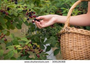Consommer intelligemment des plantes sauvages