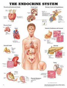 Sleeve et Endocrinologue