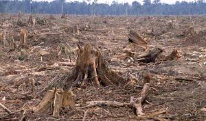 #deforestation