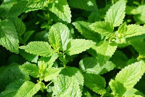 Éloigner naturellement les nuisibles