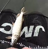 Première véritable sortie en float tube.