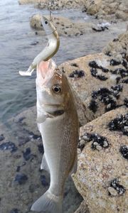 Pêche en bord de mer.