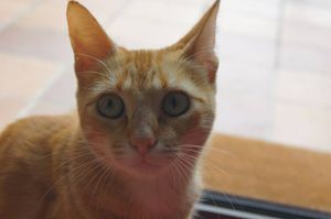 Ambre Adoptée
