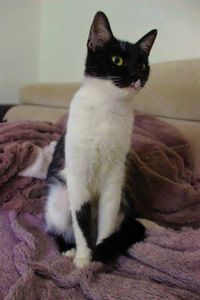 Mimosa Adoptée