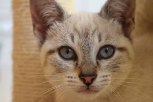Romy , Happy , Harry Adoptés
