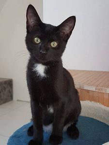 Black Moon Adopté