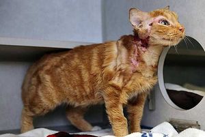 A Bagnolet, certains s’amusent à brûler des chats à l’acide