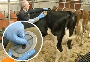 Europe Suisse, les vaches ont des trous directement vers leur estomac ! Vidéo.