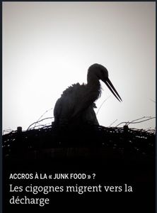 Les cigognes blanches préfèrent la malbouffe.