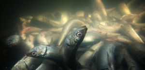 France: Un canal pollué à Belfort a tué entre 90 et 100% des poissons