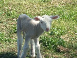 France. Vidéo. Maltraitance animale: elle pourrait bientôt être pénalement punie en France