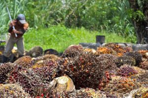 Afrique. Voici pourquoi vous devriez éviter l’huile de palme.