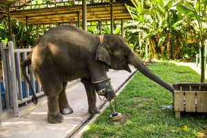 Thaïlande, Asie. Mosha : cet éléphant marche grâce à une patte artificielle géante. Video.