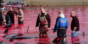 Europe. Comme tout les ans : Massacre de dauphins aux îles Féroé : les militants écologistes crient au scandale. Vidéo 2m20.