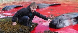 Europe. Comme tout les ans : Massacre de dauphins aux îles Féroé : les militants écologistes crient au scandale. Vidéo 2m20.