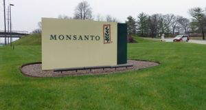 Europe. Monsanto reçoit l’agrément européen pour du soja OGM.