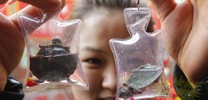 CHINE. Des animaux vivants sont enfermés dans des porte-clés en Chine et vendus comme bijoux. Vidéo.