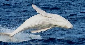 Australie. Migaloo, la baleine à la peau de porcelaine aperçue au large de l'Australie. Vidéo.